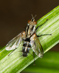 Vanderwulpia sequens