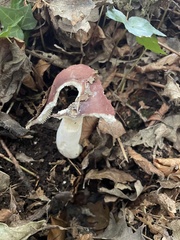 Mycena rosea