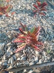 Kalanchoe sexangularis