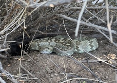 Crotalus ornatus