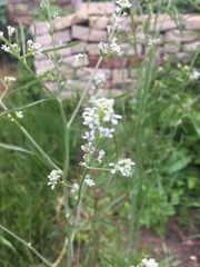 Arabidopsis thaliana