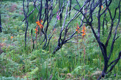 Watsonia angusta