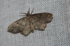 Hypagyrtis piniata