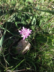 Scabiosa columbaria