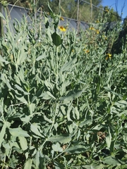 Helianthus ciliaris