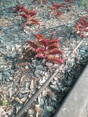 Kalanchoe sexangularis