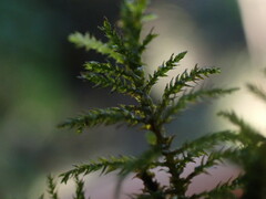 Kindbergia praelonga