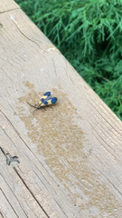 Calopteron
