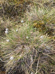 Eriophorum vaginatum