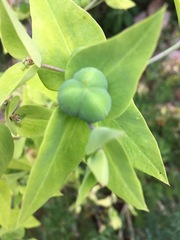 Euphorbia lathyris