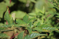 Rubus setosus