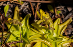 Pinguicula lutea