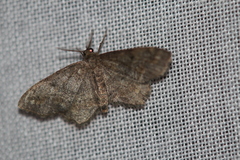 Hypagyrtis piniata