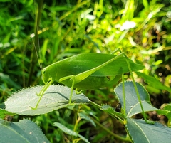 Amblycorypha