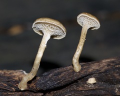 Lentinus brumalis
