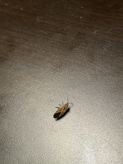 Neacoryphus bicrucis