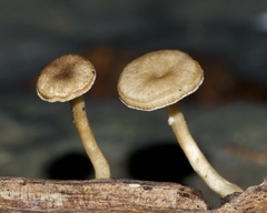 Lentinus brumalis