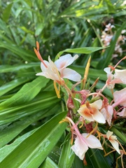 Hedychium