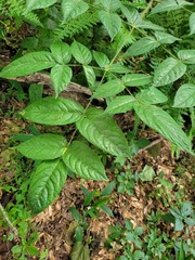 Aralia armata