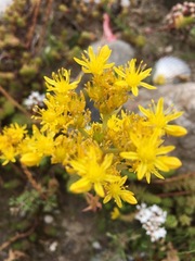 Petrosedum rupestre