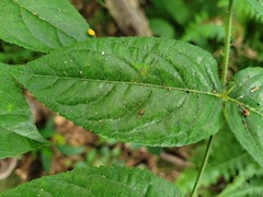 Aralia armata