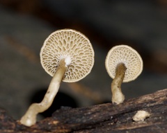 Lentinus brumalis
