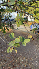 Amelanchier alnifolia