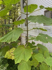 Paulownia tomentosa