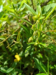 Ludwigia
