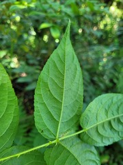 Aralia armata