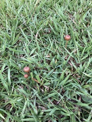 Psilocybe subtropicalis