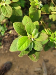 Rhododendron oldhamii