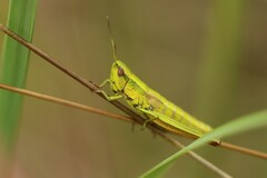Euthystira brachyptera