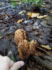 Ramaria stricta