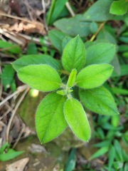 Rhododendron oldhamii