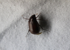 Melolonthinae