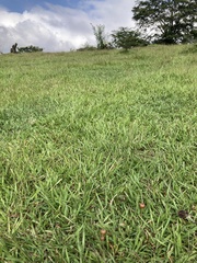 Psilocybe subtropicalis