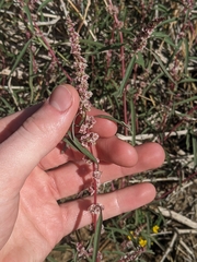 Amaranthus fimbriatus