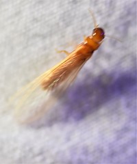 Incisitermes snyderi