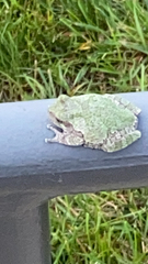 Hyla versicolor
