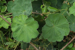 Alchemilla mollis