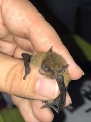 Pipistrellus nathusii