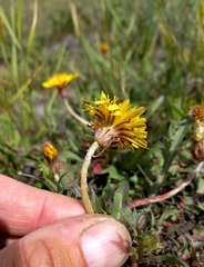 Taraxacum