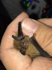 Pipistrellus nathusii
