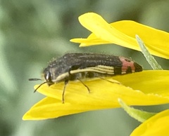 Acmaeodera flavomarginata