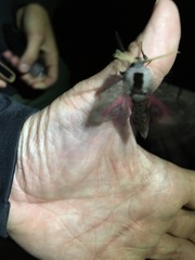 Smerinthus ocellata