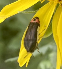 Acmaeodera flavomarginata