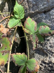 Rubus flagellaris