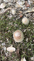 Amanita rubescens