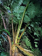 Cyatheales